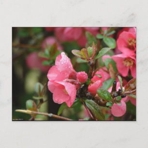 Spring Pink Flowering Quince Postcard