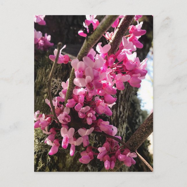 Spring Pink Flowers Postcard (Front)