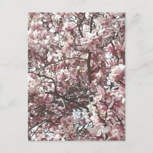 Spring Pink Magnolia Postcard