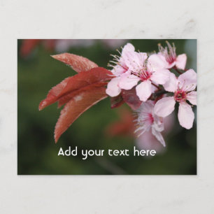 spring pink plum flowers postcard