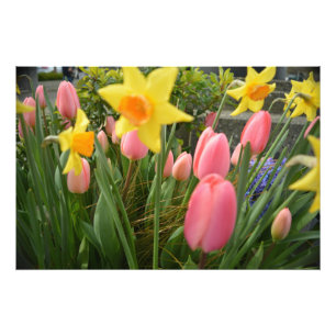 Spring pink tulip and yellow daffodil flowers photo print