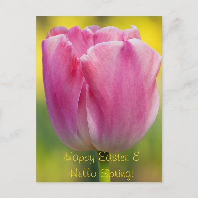 Spring Pink Tulip Postcard (Front)