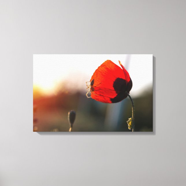 Spring poppy with spider canvas print (Front)