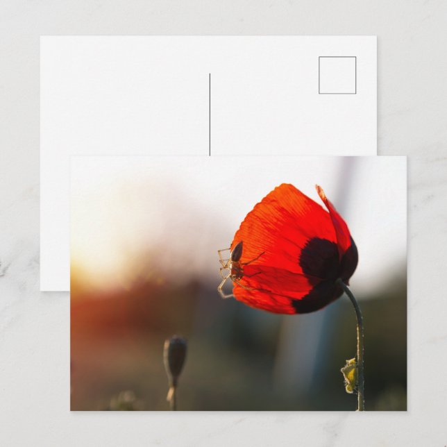 Spring poppy with spider postcard (Front/Back)