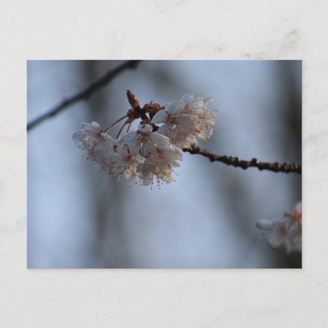 Spring  postcard (Front)