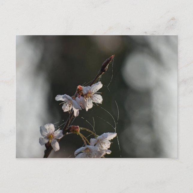 Spring  postcard (Front)