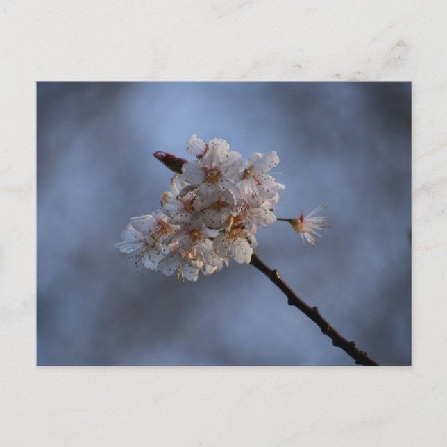 Spring  postcard (Front)