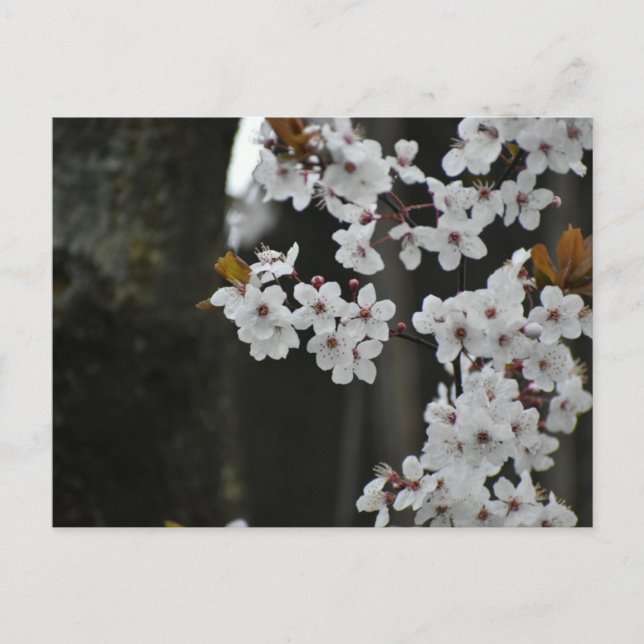 Spring  postcard (Front)