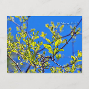 SPRING POSTCARD