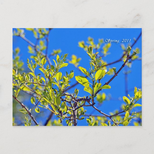 SPRING POSTCARD (Front)