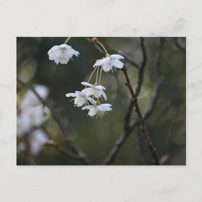 Spring  postcard (Front)