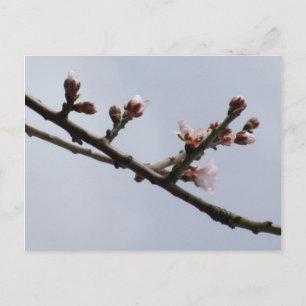 Spring Postcard