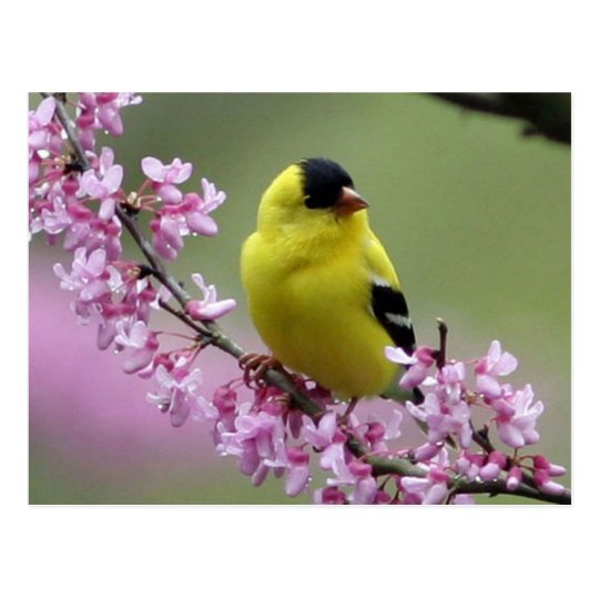 Spring Postcard/Pink Background Postcard