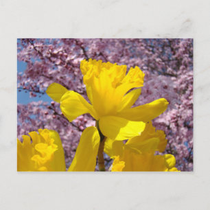 Spring postcards Daffodil Flowers Pink Blossoms