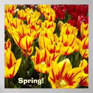 Spring poster Yellow Red Tulip Flowers prints