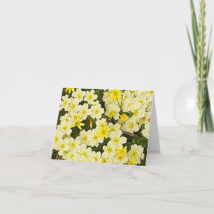 Spring Primroses Greeting Card