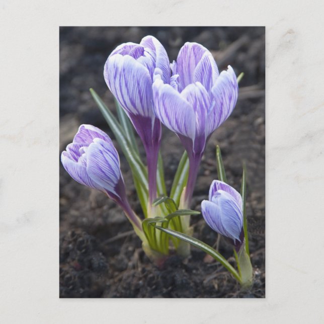 SPRING PURPLE CROCUS POSTCARD (Front)