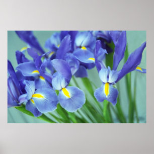 Spring Purple Iris Flowers Poster Art Print
