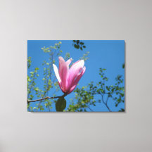 spring purple magnolia flower in blue sky.