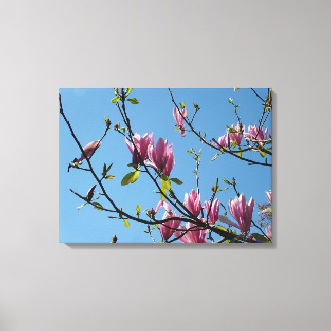 spring purple magnolia flowers in blue sky canvas print (Front)
