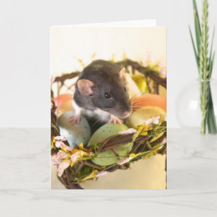 Spring Rat Card