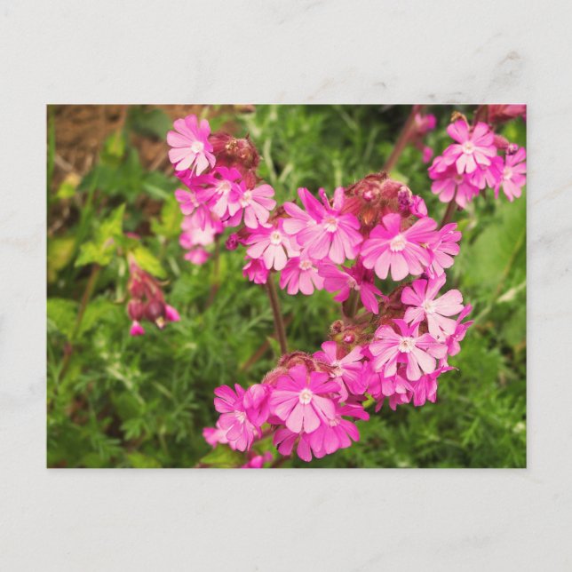 Spring Red Campion Postcard (Front)