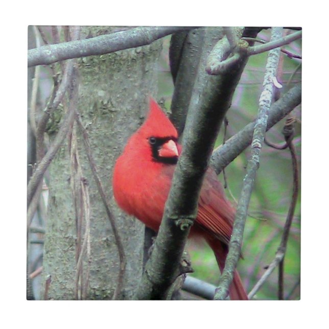 Spring Red Cardinal ( Male) Decorative Tile (Front)