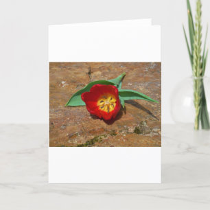 Spring Red Tulip Holiday Card