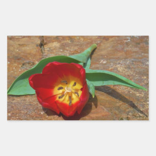 Spring Red Tulip Sticker