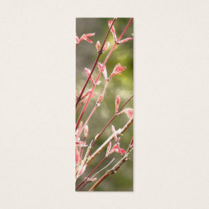 Spring Renewal