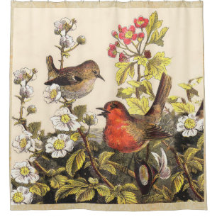Spring Robin Birds Red Birding