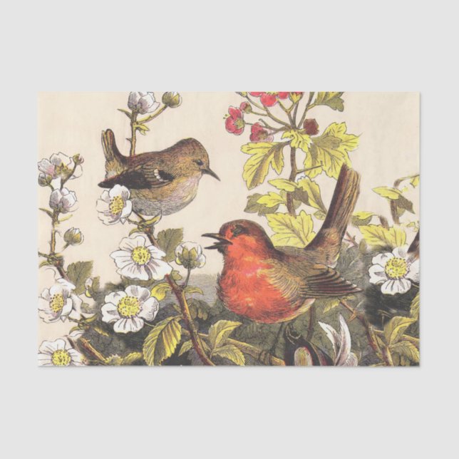 Spring Robin Birds Red Birding Tissue Paper (Front)