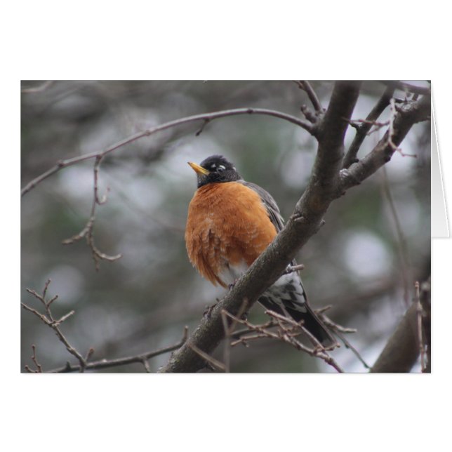Spring Robin greeting card (Front Horizontal)