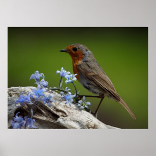Spring Robin Poster