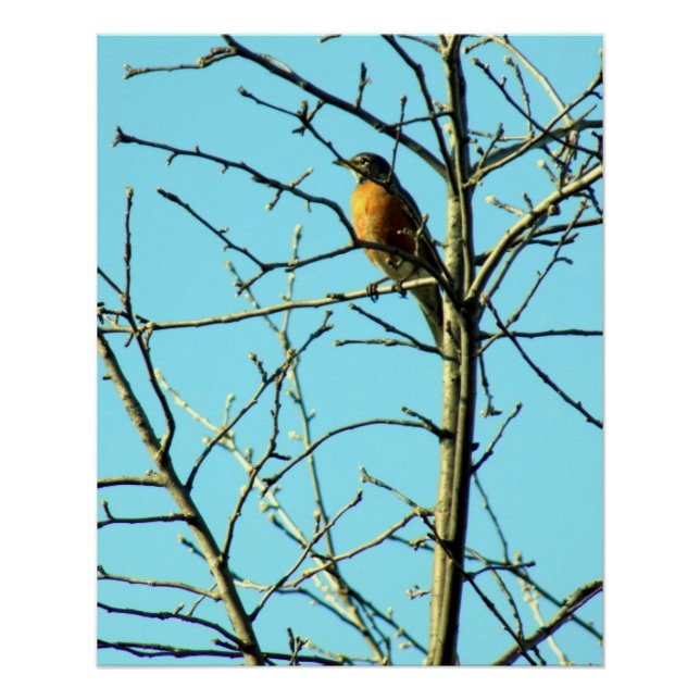 Spring Robin  Poster (Front)