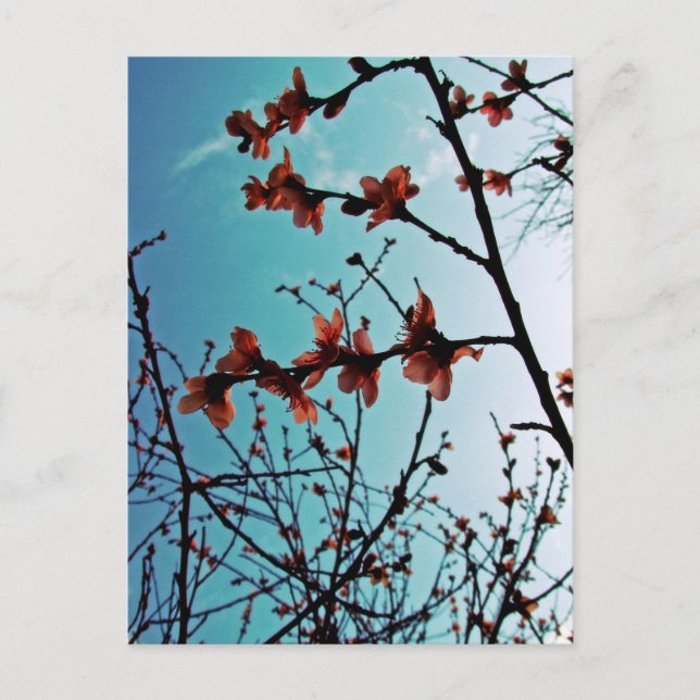 Spring Skies Postcard (Front)