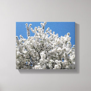 Spring Snow Crabapple Tree in Bloom Canvas Print