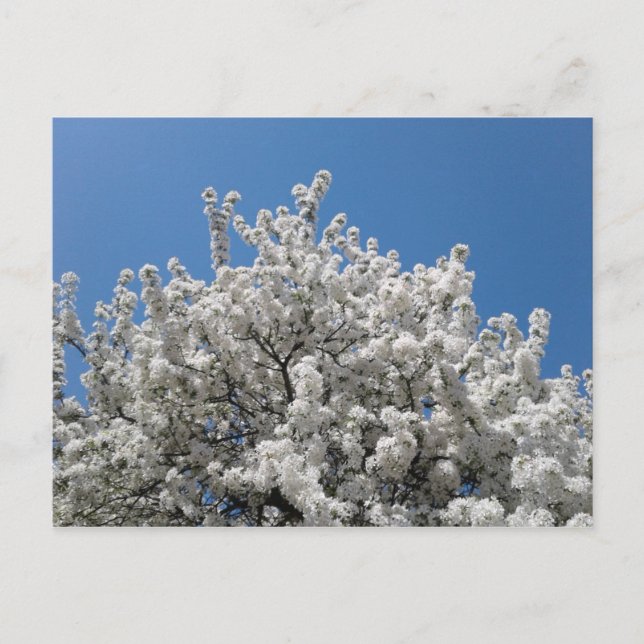 Spring Snow Crabapple Tree in Bloom Postcard (Front)