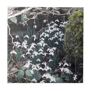 Spring Snowdrops Ceramic Tile
