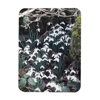 Spring Snowdrops Flexible Photo Magnet