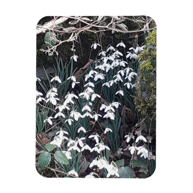 Spring Snowdrops Flexible Photo Magnet (Vertical)