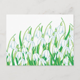 Spring Snowdrops  Postcard