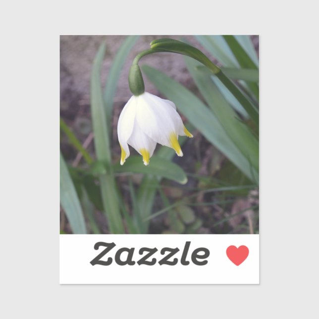 Spring Snowflake Leucojum vernum Flower  (Sheet)