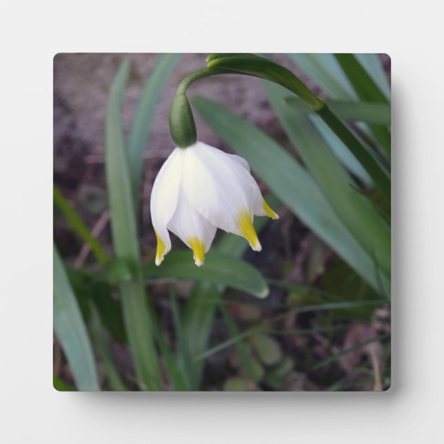 Spring Snowflake Leucojum vernum Flower   Plaque (Front)