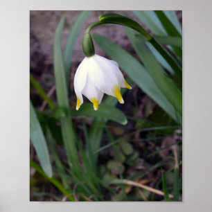 Spring Snowflake Leucojum vernum Flower Poster