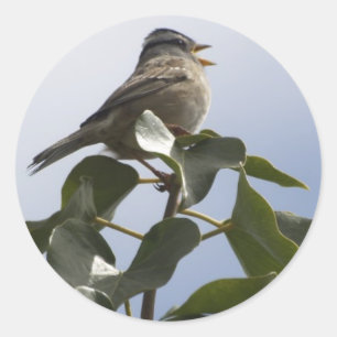 SPRING SONG BIRD Collection Classic Round Sticker