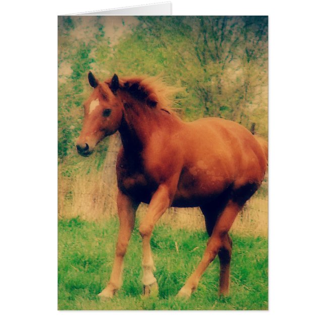 Spring Sorrel Toutes les occasions Carte de voeux (Devant)