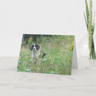 Spring spaniel, greeting card