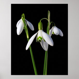 Spring Springs Eternal Poster