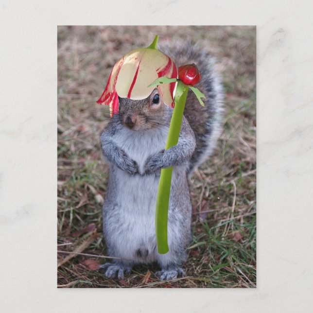 Spring Squirrel with Flower Pedal Hat Postcard (Front)